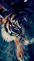 descargar wallpaper de animales